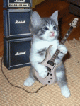 cat_and_gitar.gif